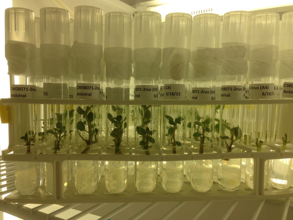 Tissue culture Potato Breeding &