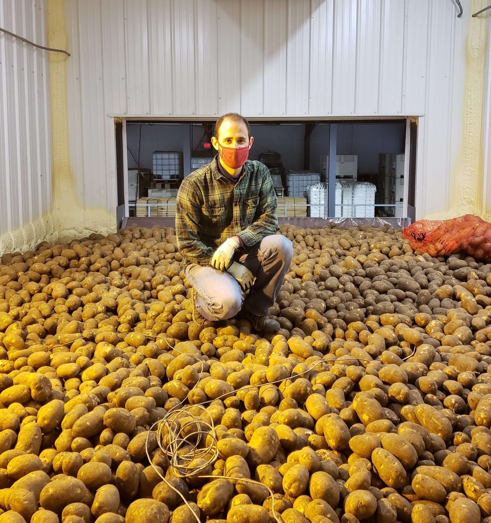 200,000 lbs of Plover Russet Potato Breeding &